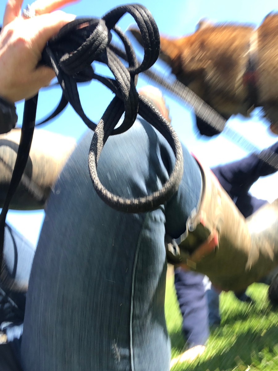 The Dog Walker Download