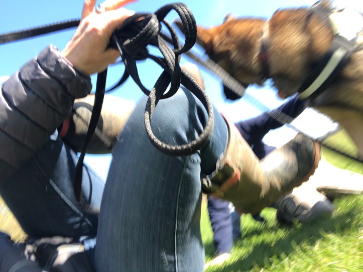 The Dog Walker Download